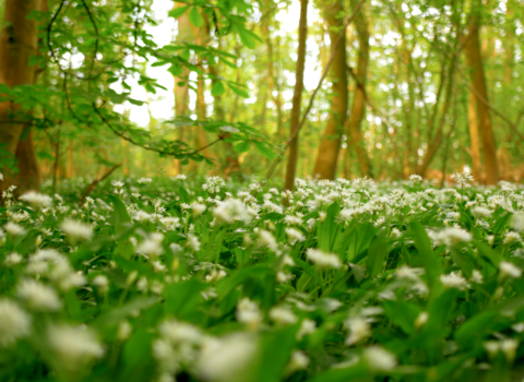 The bottom half of the picture is taken up with a carpet of wood anemones, small white flowers with pointed leaves resembling stars, with lush green leaves covering the ground. The top half features the woodland in the background, out of focus, with flares of light as it passes through the leaves on the trees giving them an almost glowing appearance.