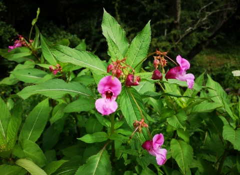 Himalayan balsam in flower