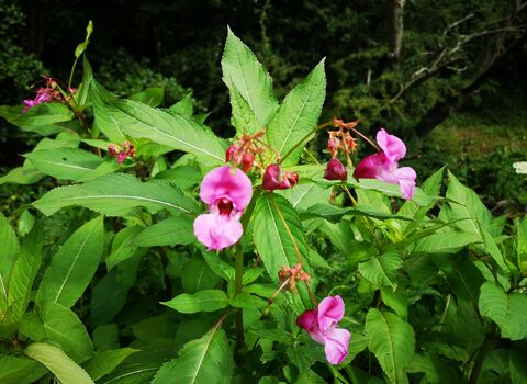 Himalayan balsam in flower