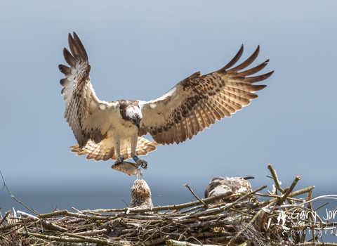 Ospreys Llyn Brenig