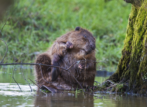 Beaver scratching