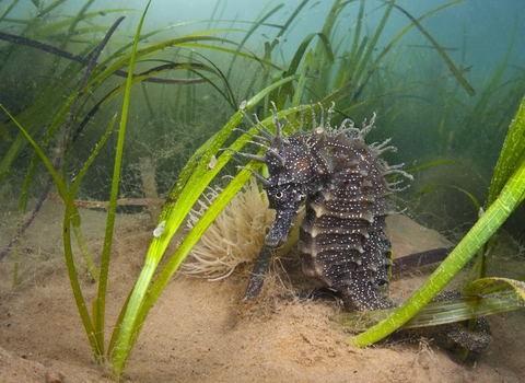 A female Spiny Seahorse shelters in a meadow of Common Eelgrass. Photographed in summer in Studland bay, Dorset.