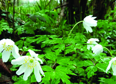 Wood anemones © Joy Russell