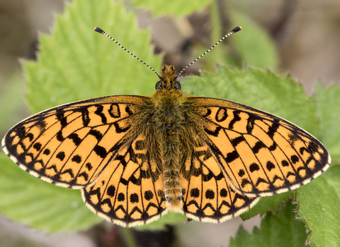Small pearl bordered fritillary