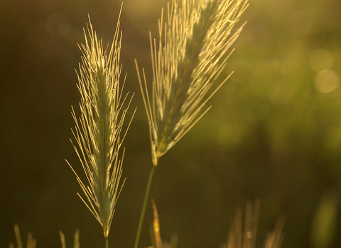 Wall barley