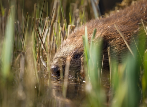 A close up shot of a beaver, a large semi aquatic rodent, with it's head just left of the centre of the picture, and facing left. Surrounded by reeds and grasses, it's lower half submerged in water, and it's tail end off screen. One eye is visible and appears to be looking directly at the camera.