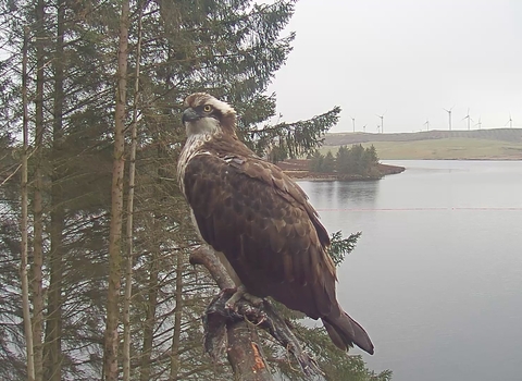Unknown Osprey at Brenig 9/4/21
