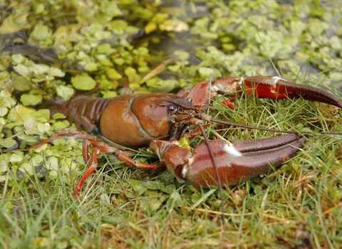 American signal crayfish