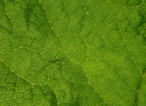 Dramatic veins on a Gunnera sp. leaf