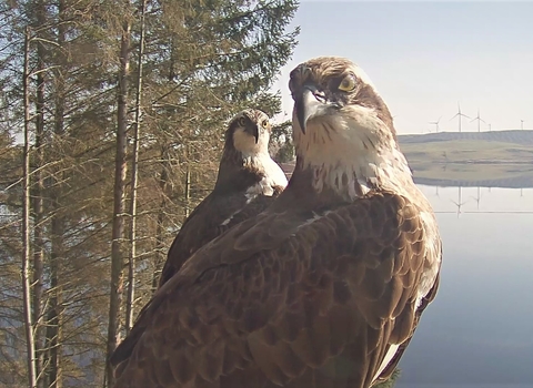 ospreys at brenig