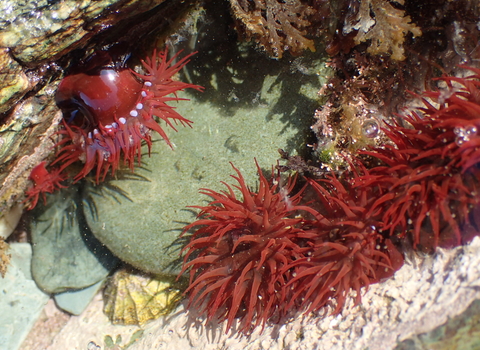 Beadlet anemones