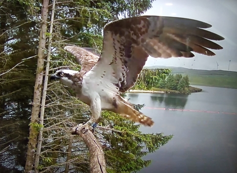 An Osprey, a large bird of prey with mainly white chest and white and brown mottled feathers, on a perch. Wings spread above it, and a tag reading KS8 on it's right leg. In the background some large trees, and a lake.