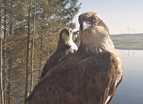 ospreys at brenig