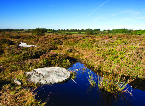 A heathland covered in purple heather and other scrub plants, featuring a pond with a large round cut stone, possibly a mill stone, and reeds growing out of the wetlands.