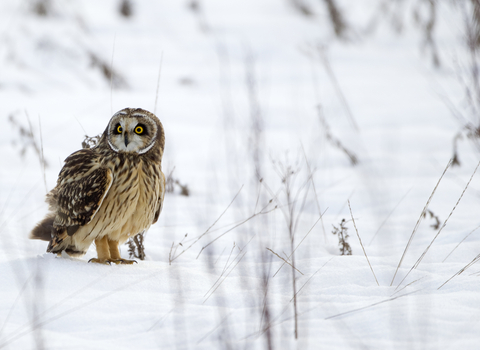 Short-Eared Owl