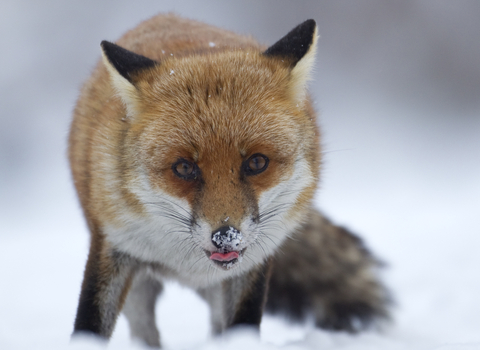 fox