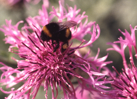 Knapweed with bee