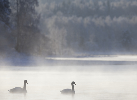 Swans