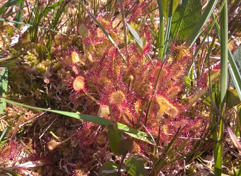 Sundew 