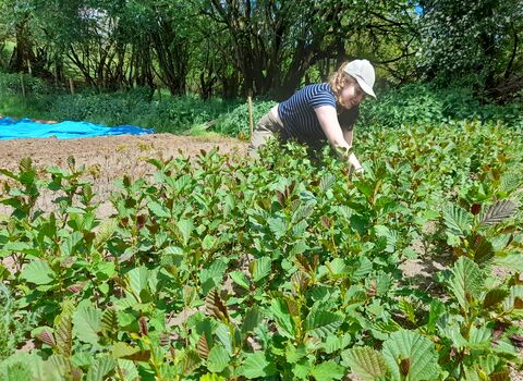 Tree Nursery Maintenance 