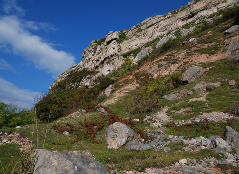 Cotoneaster on limestone grassland