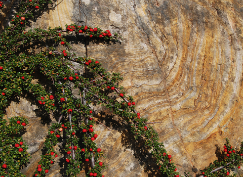 Cotoneaster