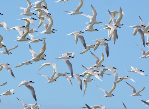 A close up of a large group of sandwich terns, seabirds with white bodies and black cap and beaks. The birds are all in mid flight, from left to right of screen, against a pale blue clear sky.