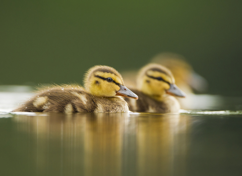 Two Little Ducks