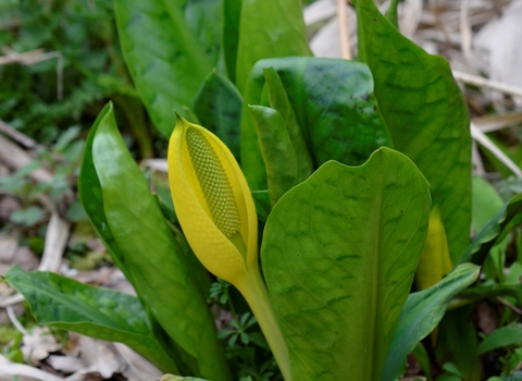American skunk cabbage 