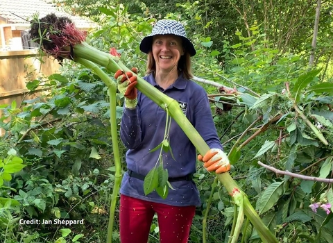 Helen with Himalayan balsam - credit Jan Sheppard