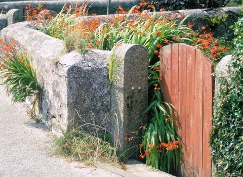 Montbretia (Crocosmia × crocosmiiflora) 