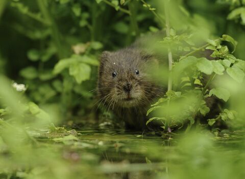 Water vole