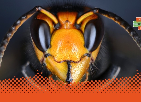 Asian Hornet with EI Logo