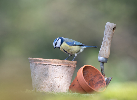 Blue tit on garden pots