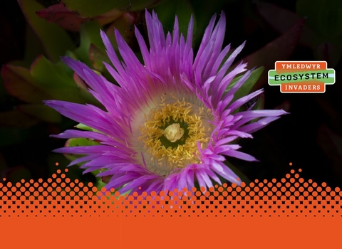 Carpobrotus edulis with logo (Spotlight - V2)