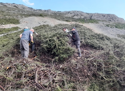 Volunteers cutting cotoneaster 