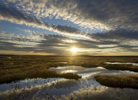 Peat bog