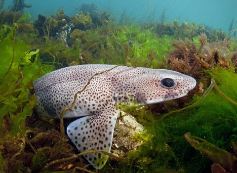 A close up of a small shark species. It is a pale sandy colour with small distinctive dark spots all over. The catshark is resting on a rock, and surrounded by lots of colourful green and brown seaweeds moving in the current. 