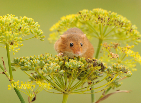 Harvest_mouse