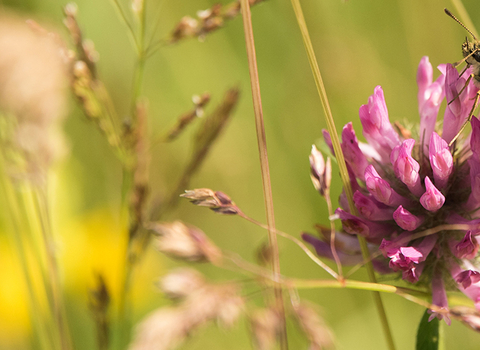 Butterfly on red clover 