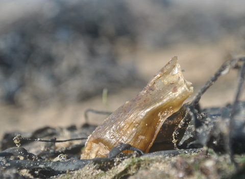 Eggcase