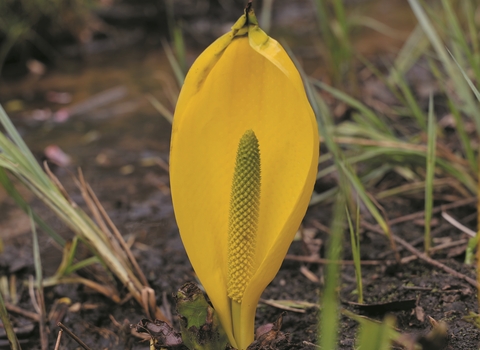 American skunk cabbage stock image 