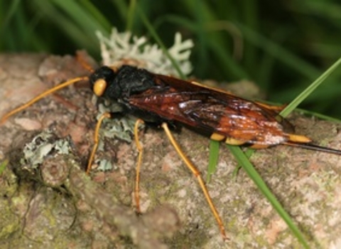 Giant horntail Dr Malcolm Storey