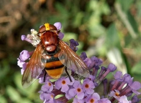Hornet mimic hoverfly © Joan Burkmar
