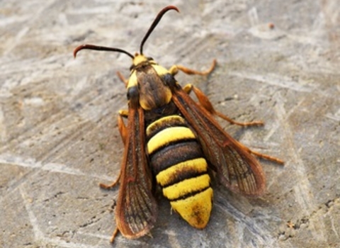 Hornet moth © Ben Sale