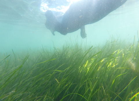 Snorkeller over seagrass