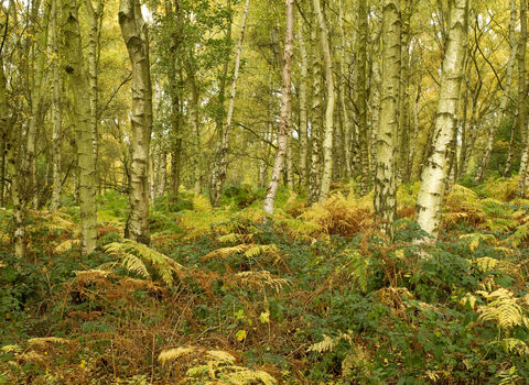 A birch woodland, with thin white birch trees with yellow and green leaves, thick vegetation covering the floor in the shades of green, yellow and brown of early autumn.