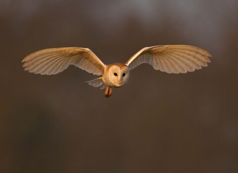 A barn owl, a large bird of prey with heart shaped face, round black forward facing eyes and sharp beak. It is in mid flight with it's wings stretched wide, it's pale under feathers almost translucent, and brown colouring to the top of the body and feet. The background is blurry dark brown vegetation with hints of orange light suggesting it is dusk.