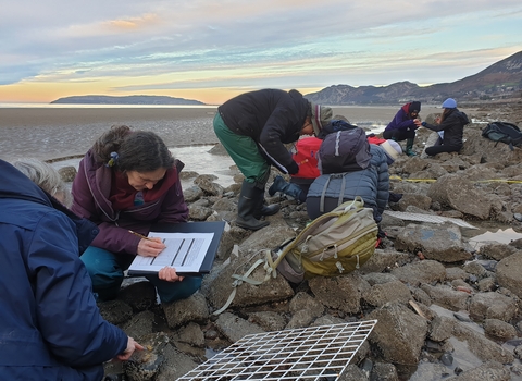 A small group of people sat or crouched among a rocky shoreline, they are using gridded squares and taking notes on clipboards. Behind them the distinctive shape of the Great Orme and hills of Conwy are visible across the sea. The sky is a mixture of pale blues, yellows and oranges from a recent sunrise, with lots of streaks of white cloud.