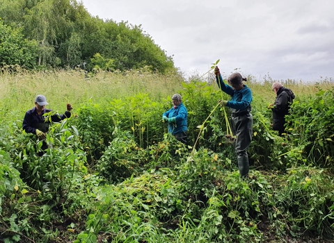 Volunteer Himalayan balsam bash